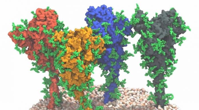 SARS-CoV-2 S (spike) proteins © MPI f. Biophysics/ von Bülow, Sikora, Hummer